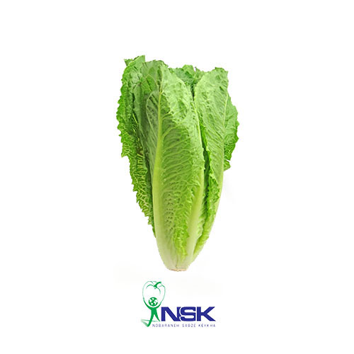 Export of Romano lettuce to Russia